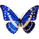 Cypris Morpho - Morpho cypris icon